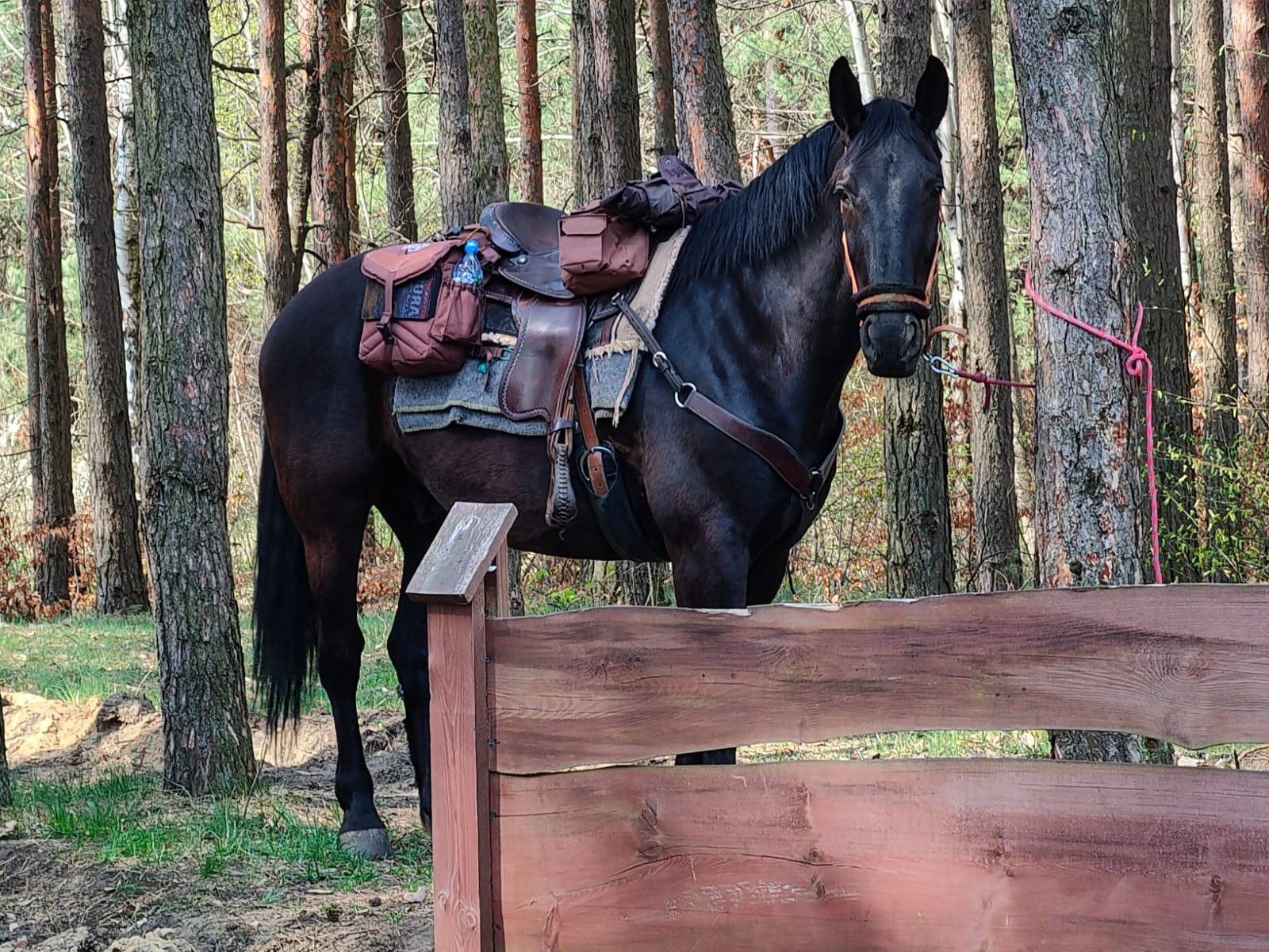 koń kary na szlaku przywiazany do drzewa z przytroczonymi do siodla sakwami, przy ktorych widac mape jury krakowsko-czestochowskiej oraz butelke wody